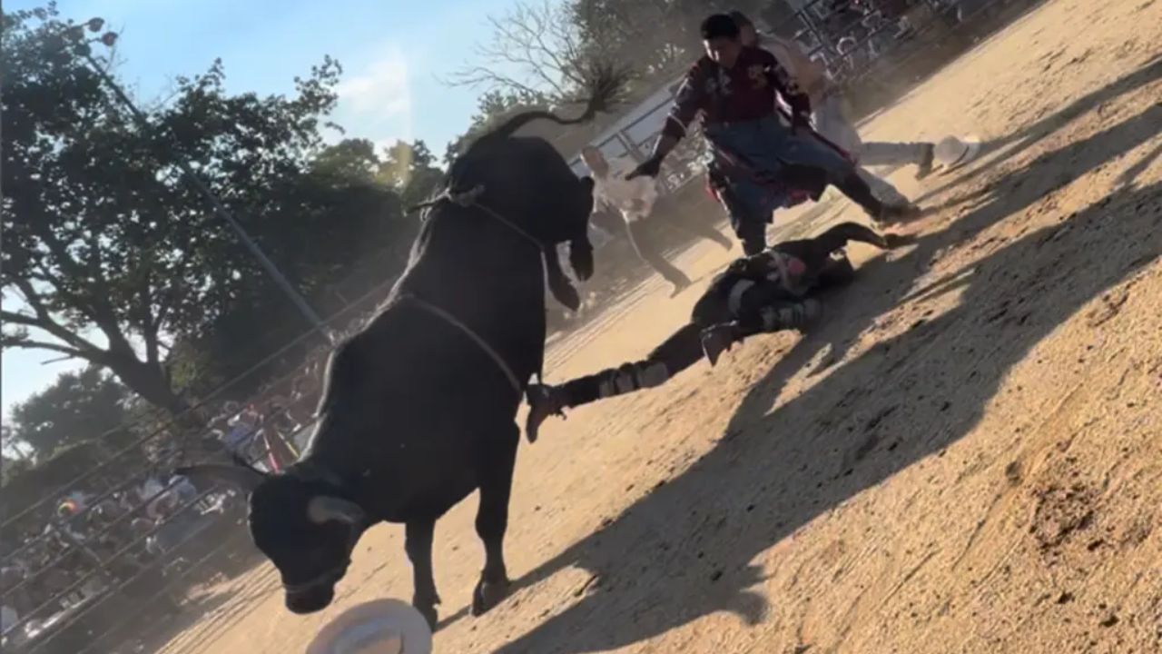 Bronx Rodeo Incident Man Hospitalized After Bull Attack