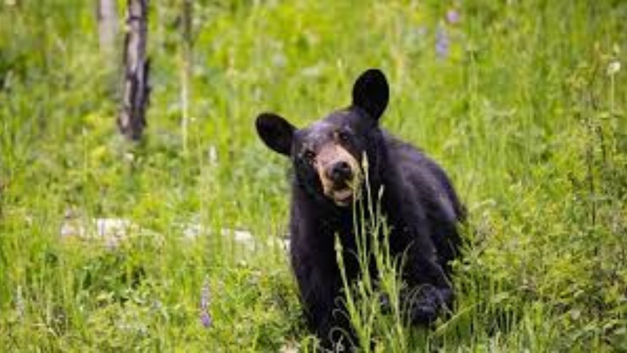California Couple Fights Off Attacking Bear With Hatchet