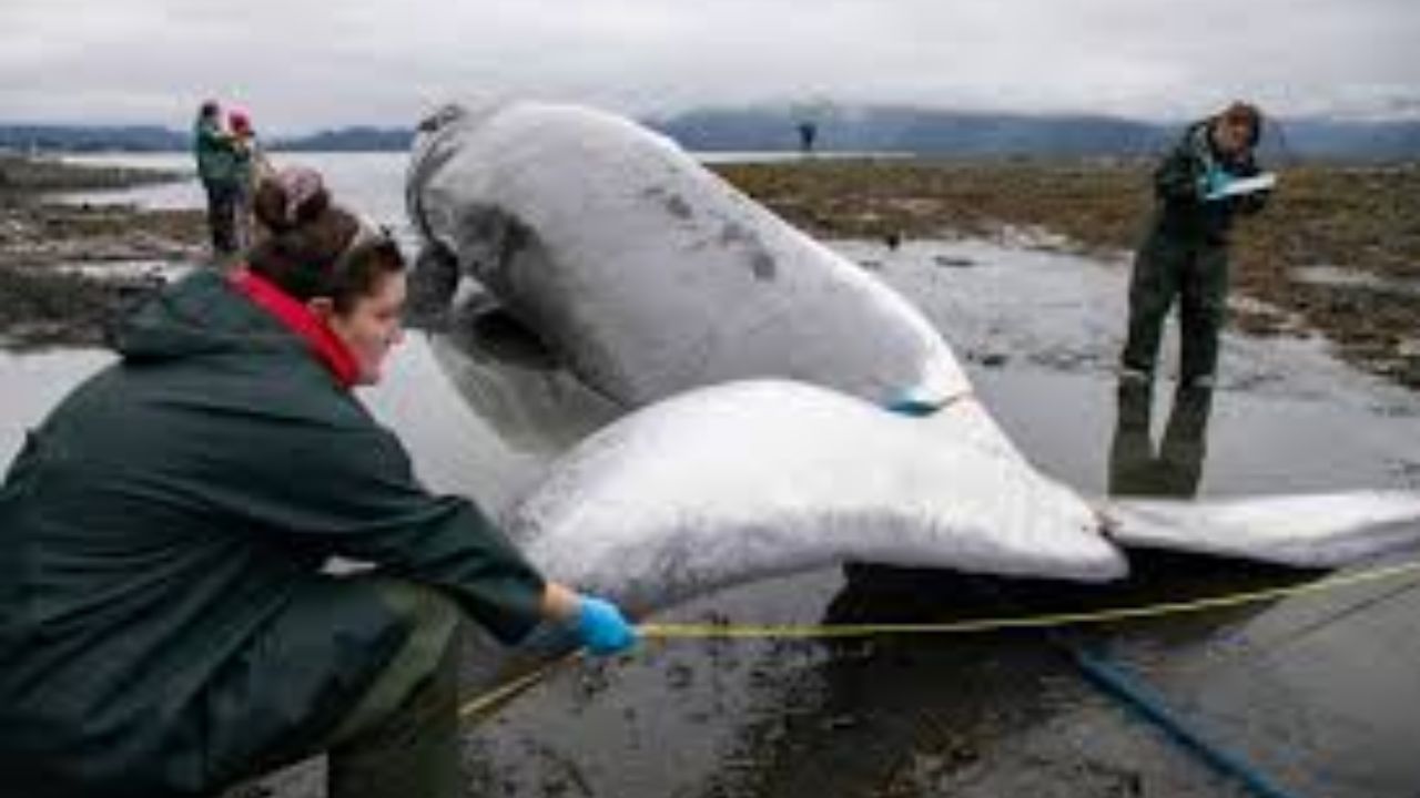 Endangered Pregnant Fin Whale Found Dead On Cruise Ship Bow In Seward