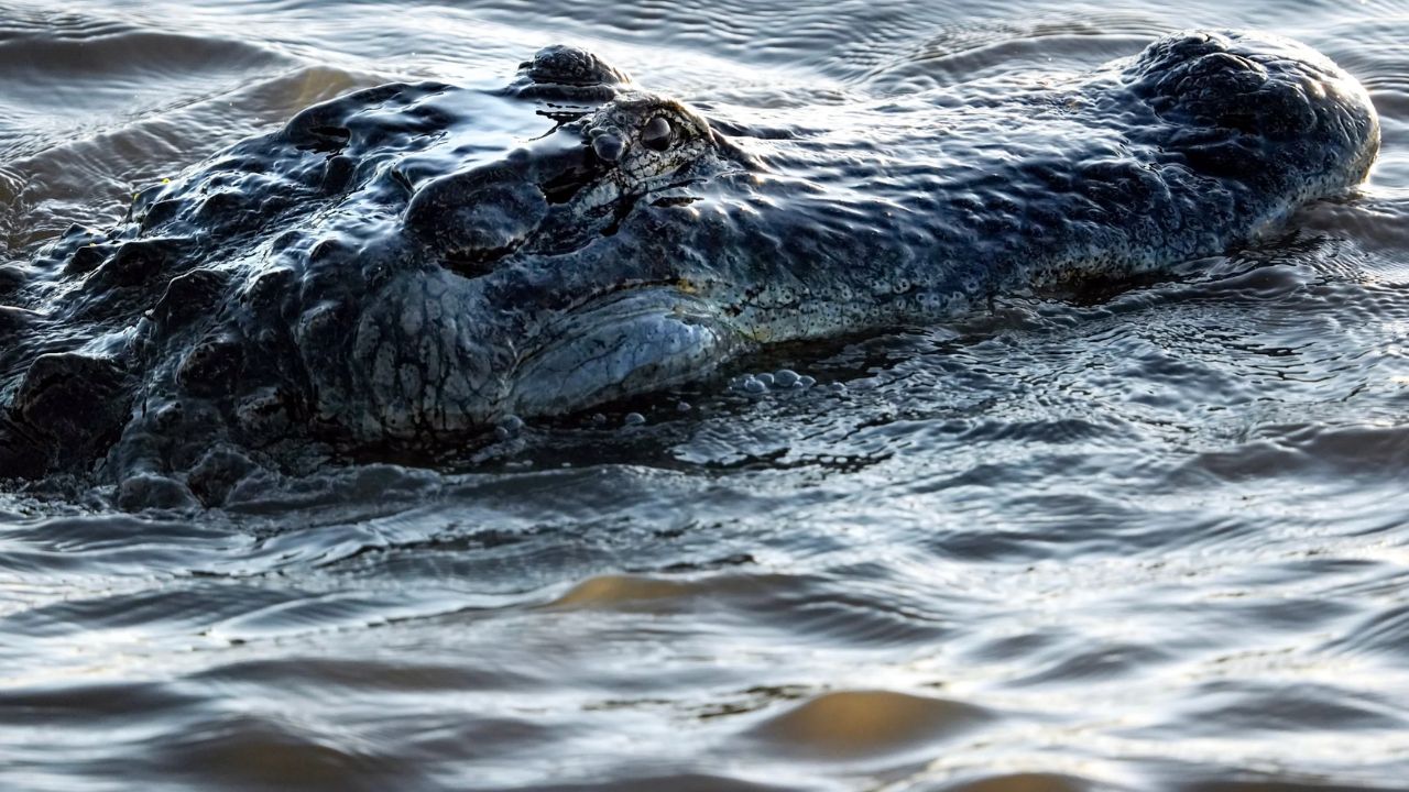 Fatal Alligator Attack Sparks Warning Across Central Florida