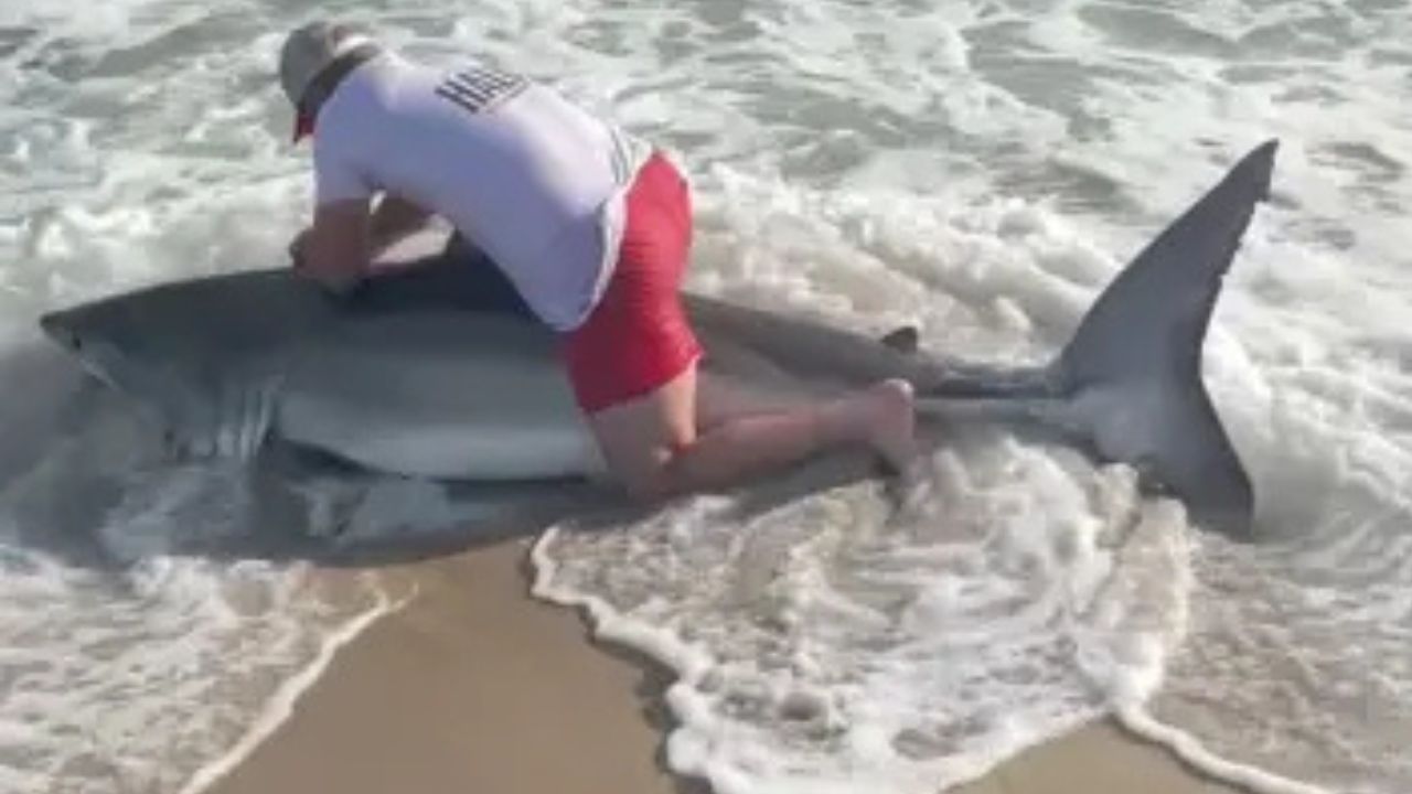 Fisherman Jumps on Great White Shark After Pulling It Onto Nantucket Beach