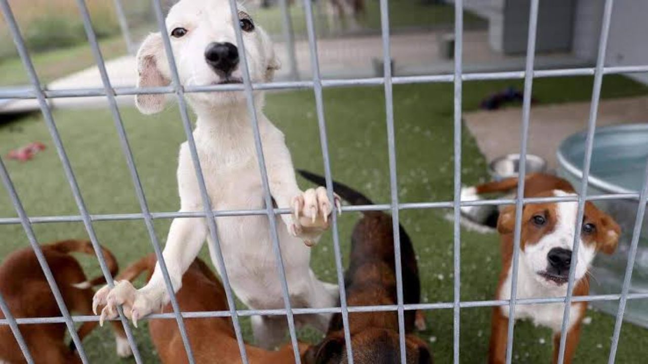Fort Worth Animal Shelters Face Severe Crisis Over Capacity