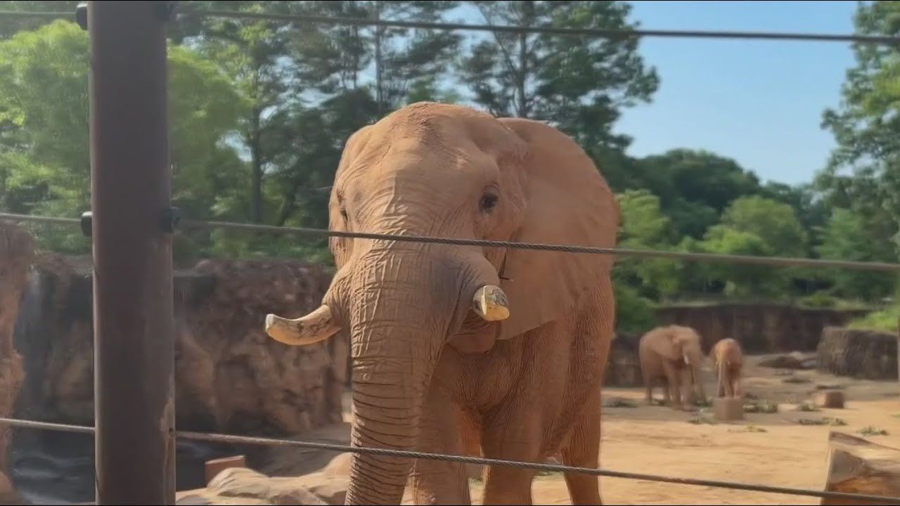 Georgia Tech And Zoo Atlanta Build Interactive Wall For Elephants