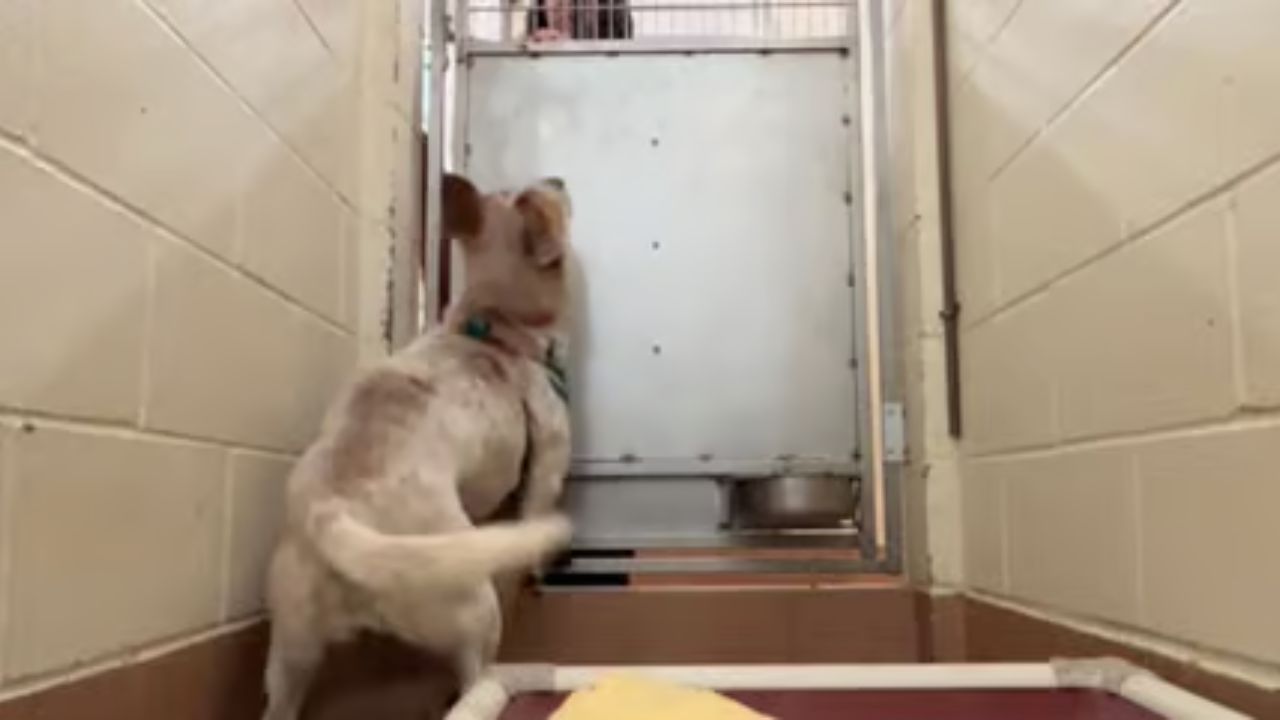 Heartbreaking Video Of Long-Term Shelter Dog Damon Goes Viral