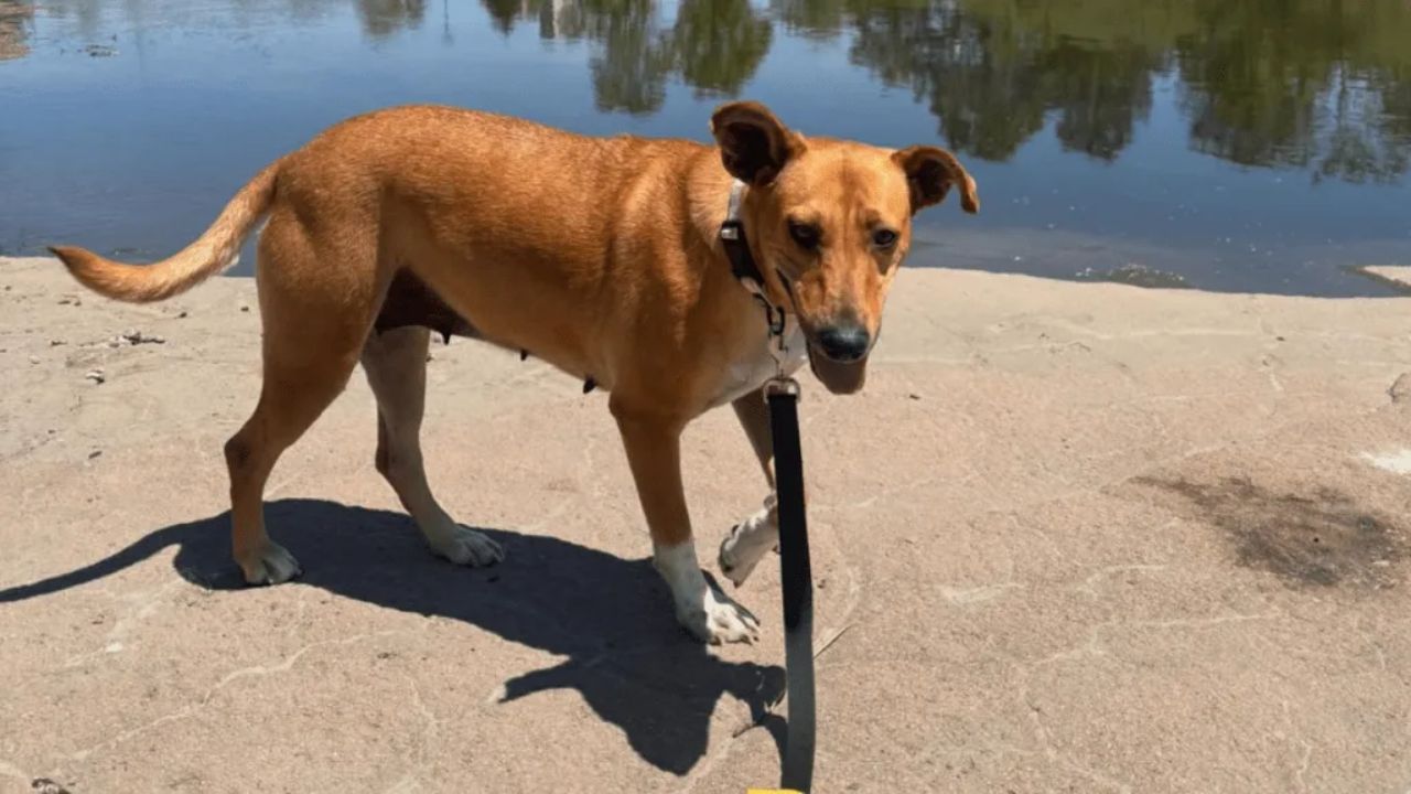 Houston Rescue Saves Mama Dog Freezing In Field With Puppy