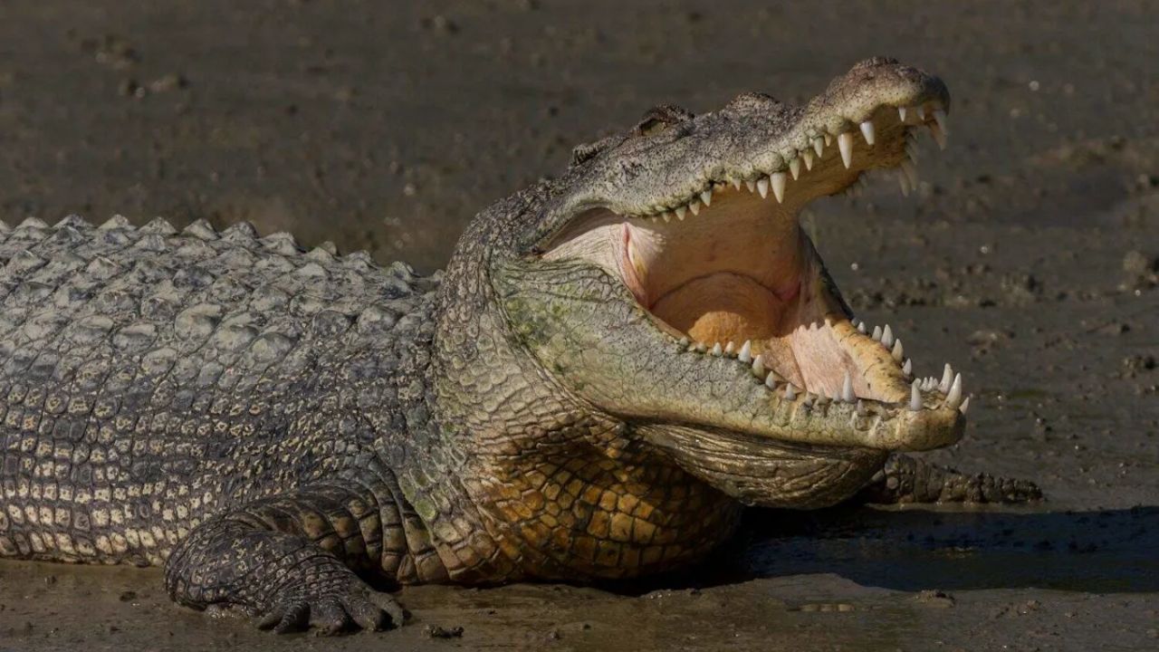 Human Remains and Six Pairs of Shoes Found Inside 15-Foot Crocodile