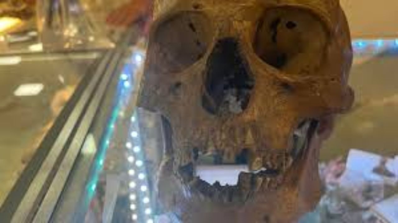 Human Skull Discovered In Donations At Florida Thrift Store