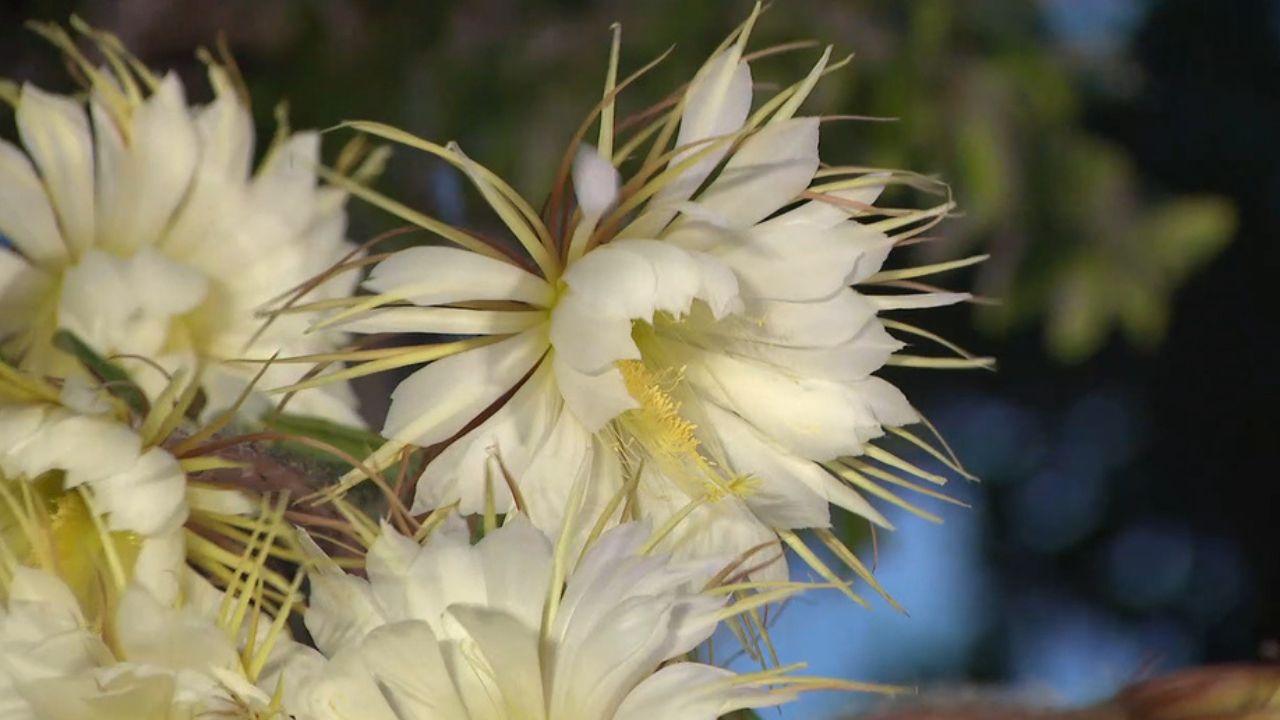 Hundreds Rush to Sarasota Gardens for Rare One-Night Flower Bloom That Won’t Return for Another Year