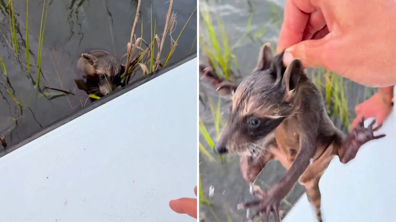Internet Raises Rabies Concerns After South Carolina Baby Raccoon Rescue