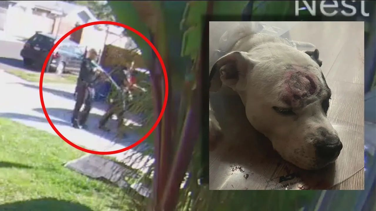 LAPD Officers Shoot And Kill Family Dog In Canoga Park
