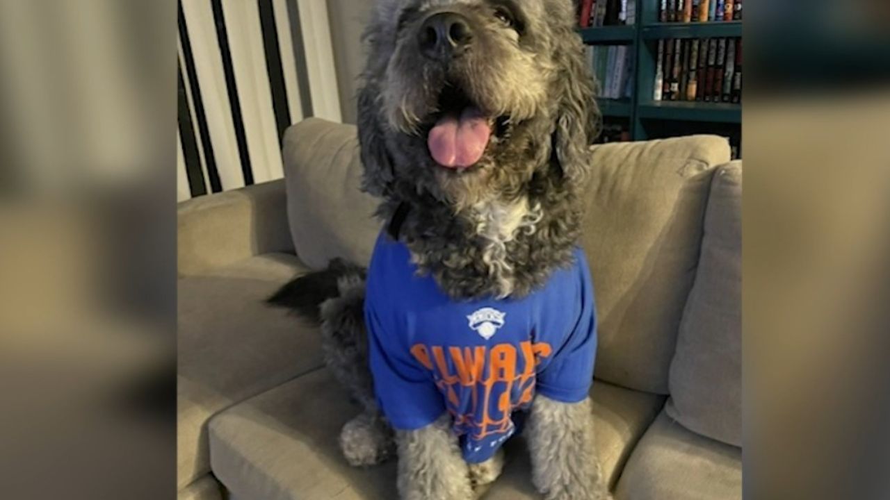 LAPD Shoots Dog During Knicks Championship Celebration In Canoga Park