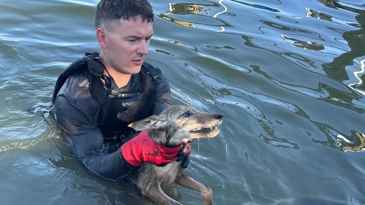 Lake Rescue Of 'Struggling Dog' Turns Out To Be Coyote Pup