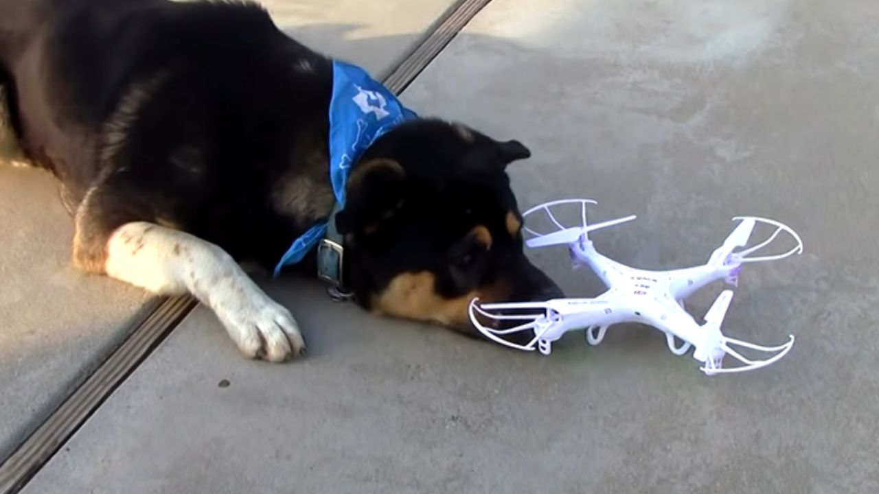 Lodi Neighbors Sound Alarm After Dog Attack And Drone Disruption