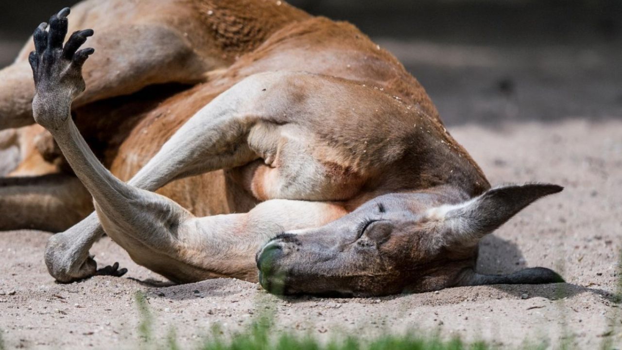 Loose Kangaroo Safely Captured After Hopping Through Richmond Neighborhoods