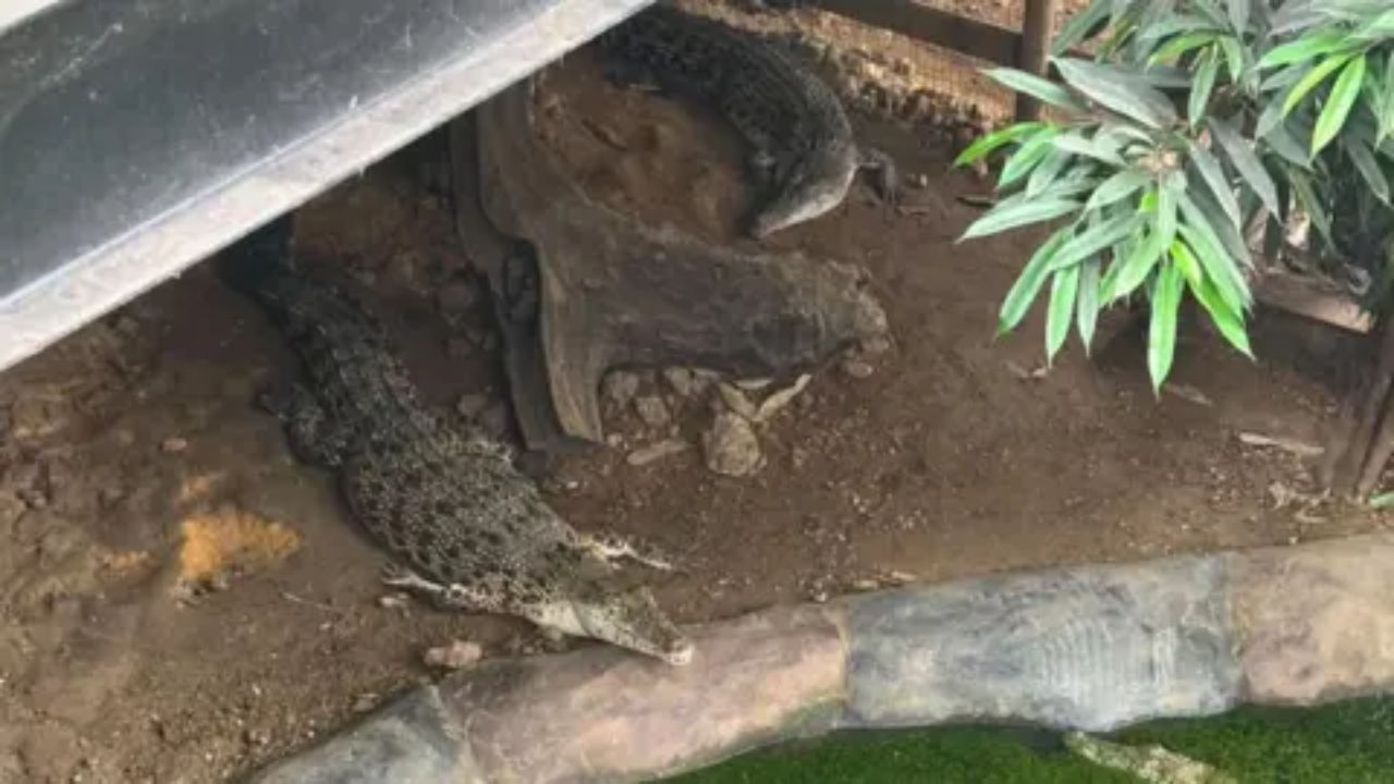 Man Arrested For Attempted Murder After Toddler Found In Crocodile Enclosure