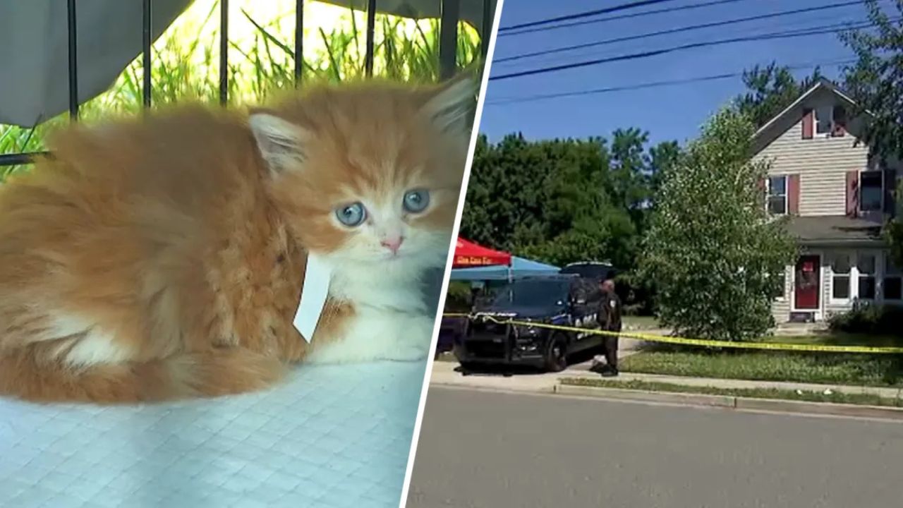 Nearly 100 Cats Rescued From Long Island Home as Mother Faces Animal Cruelty Charges