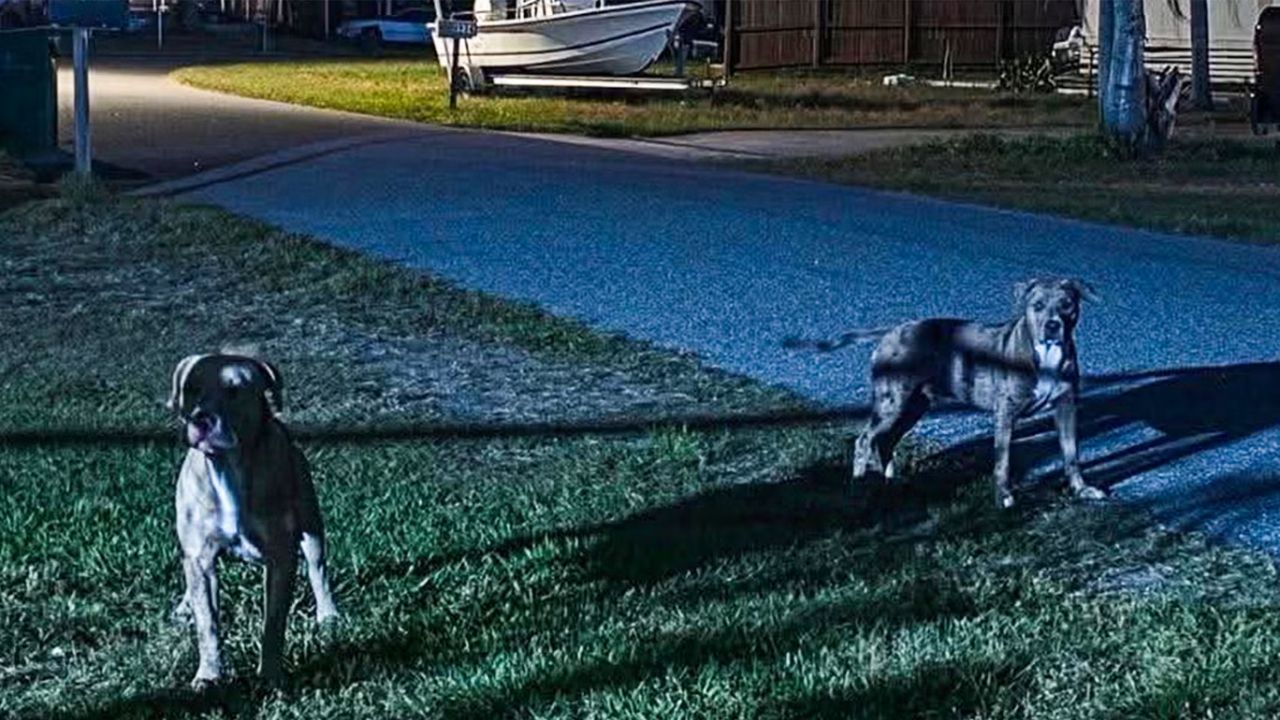 Neighbors Warned Cops 14 Times Before Florida Woman Was Fatally Mauled by Pit Bulls
