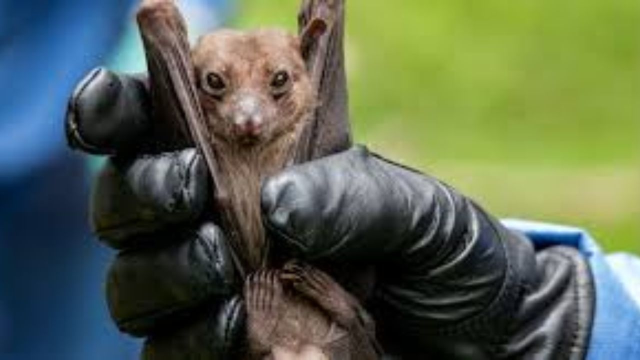 Rabid Bat Inside Snohomish County Home Prompts Urgent Medical Treatment