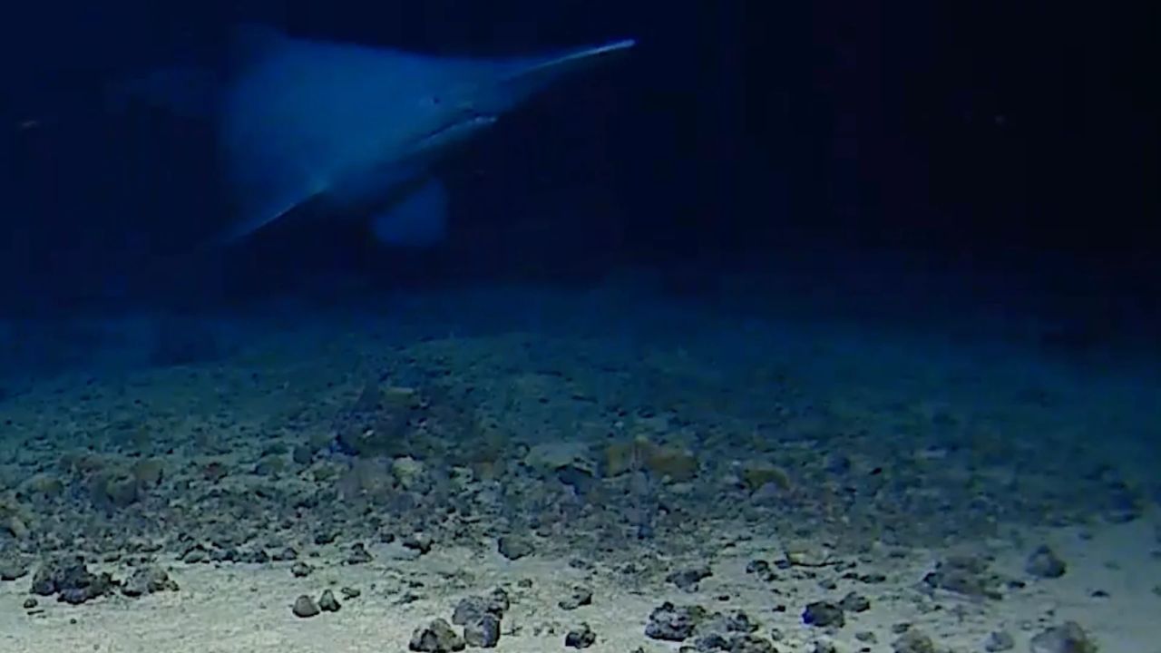 Rare Goblin Shark Spotted Alive For First Time In Deep Ocean