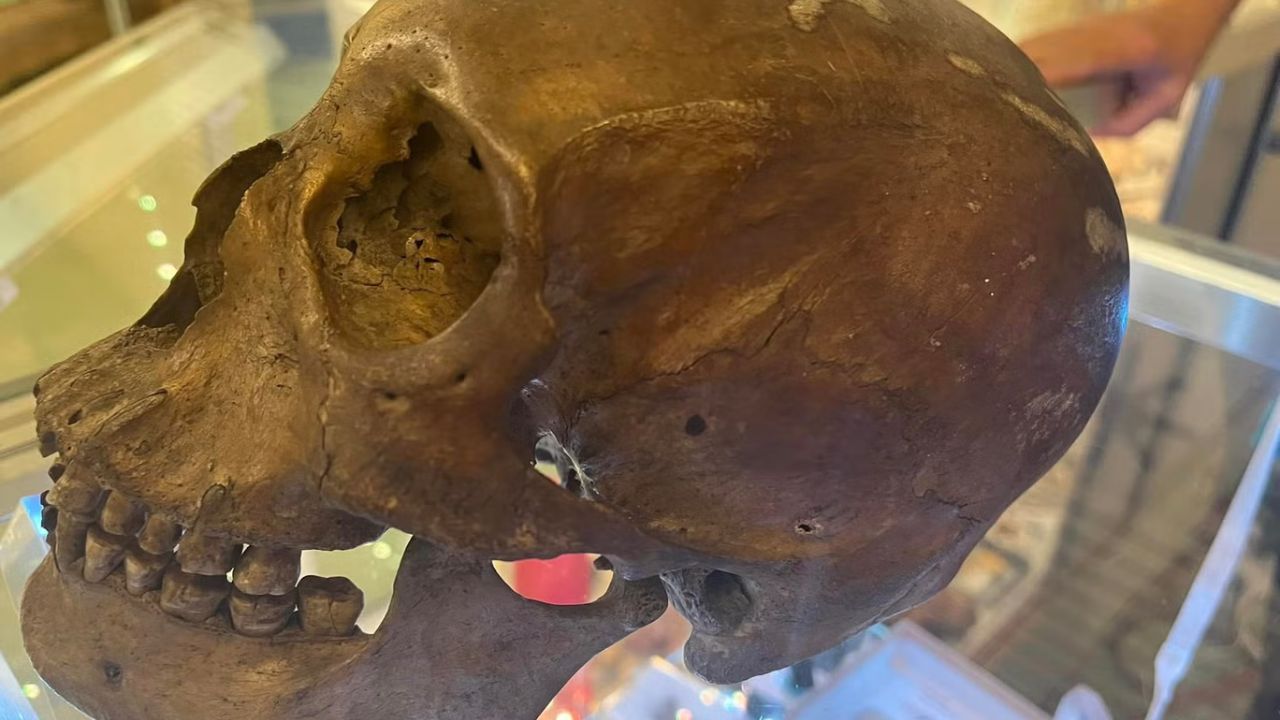 Real Human Skull Discovered at Hernando County Thrift Store; Police Searching for Donor
