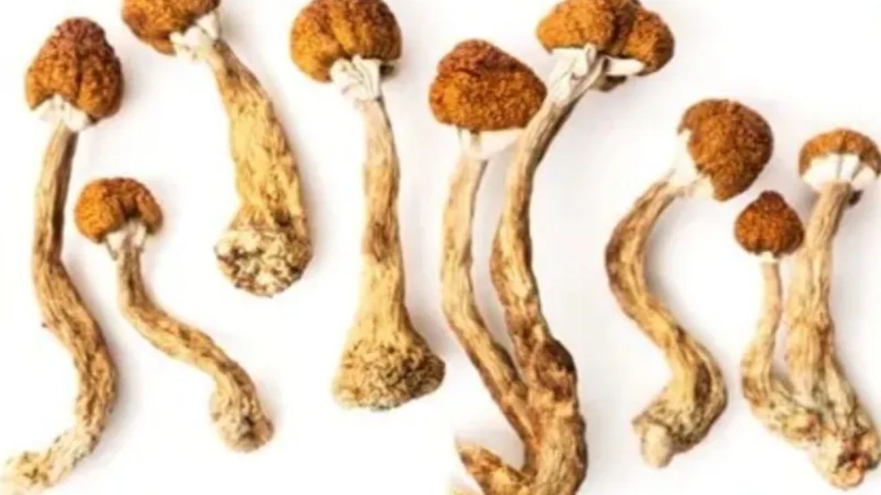 San Diego Father Faces 110 Years For Trafficking Mushrooms Using Young Sons (1)