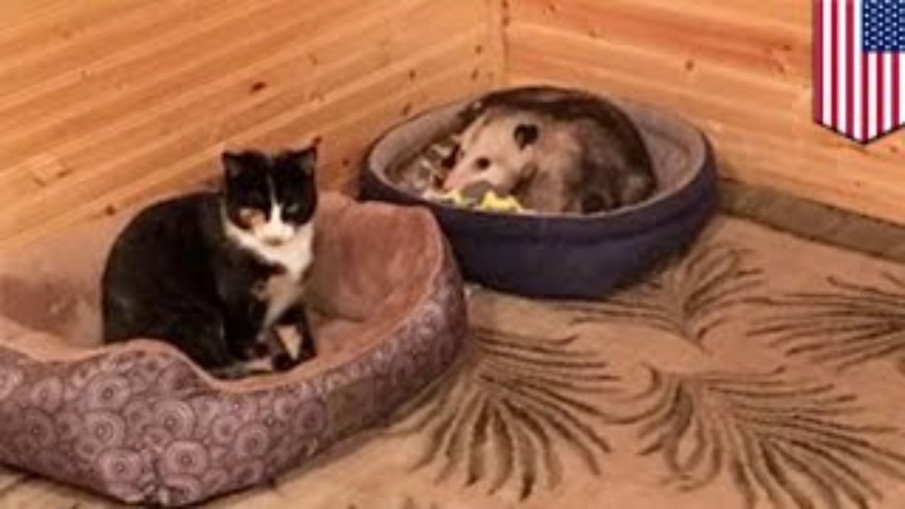 Sleeping Man Accidentally Pets Opossum Thinking It Was His Cat