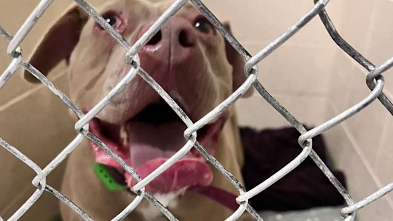 Social Media Appeal Reunites Dog With Family After Fatal I-64 Crash