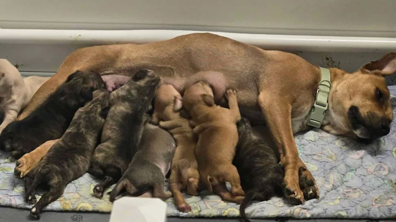 Twenty Dogs Saved In Devastating Tennessee House Fire
