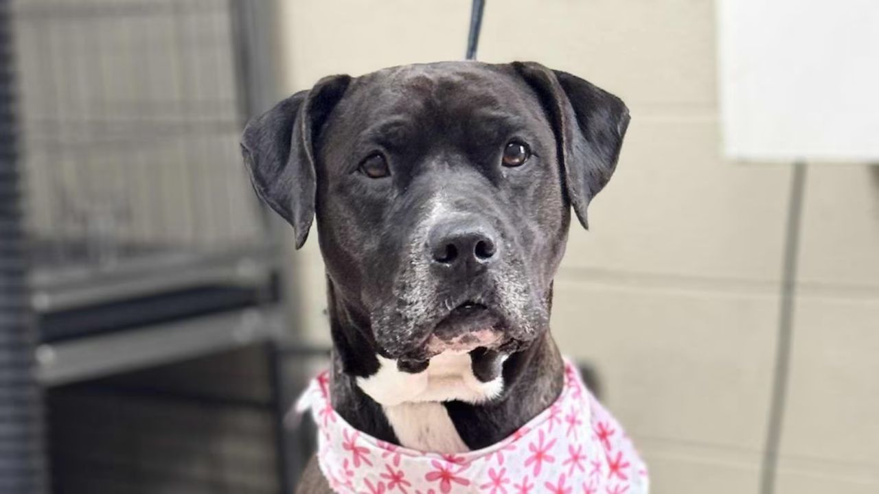 Untrained Shelter Dog Saves Man From Seizure At Virginia Adoption Event