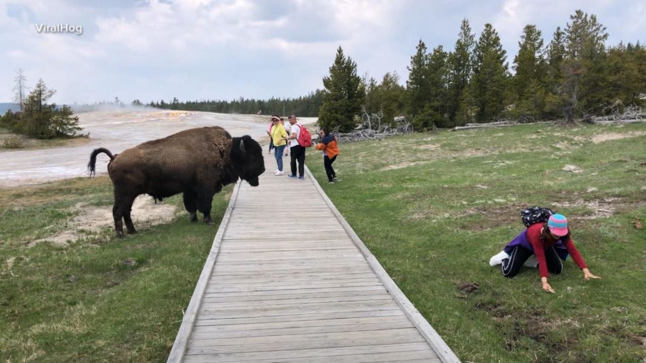 Video Captures Tourists Risking Lives For Selfie With Yellowstone Bison