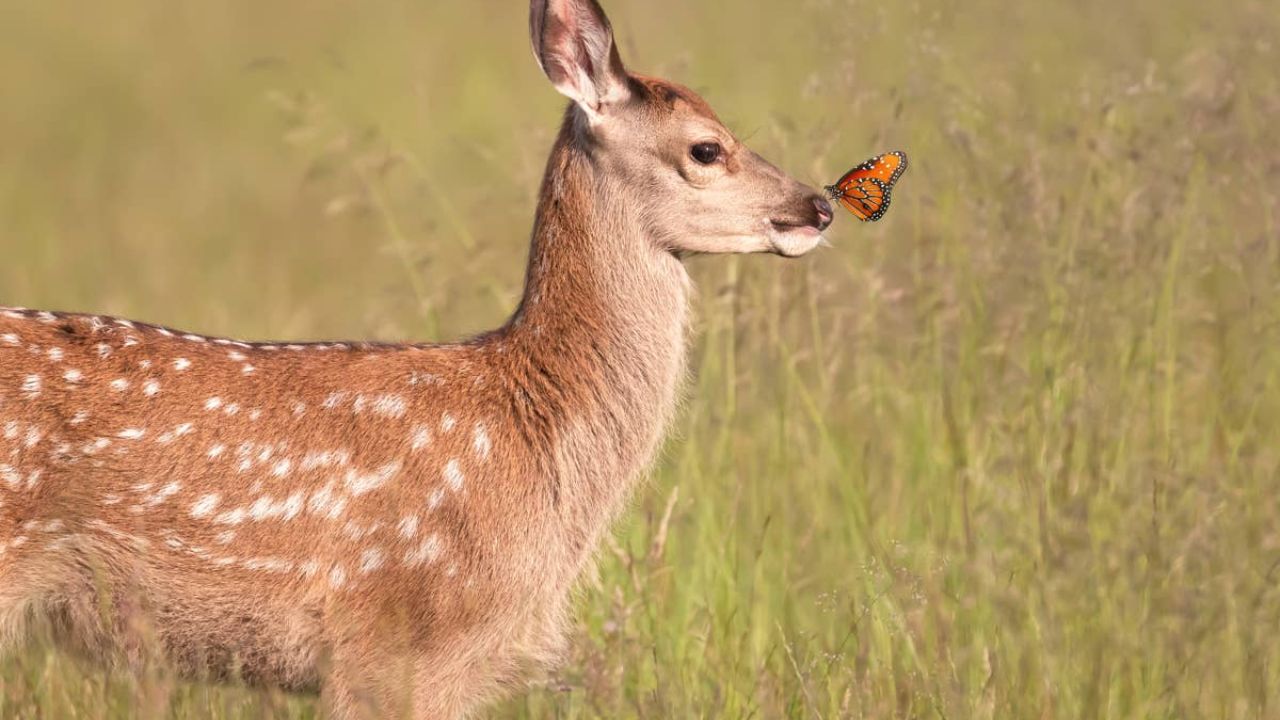 Viral Video Captures 'Disney Movie' Moment Between Fawn And Butterfly In Minnesota