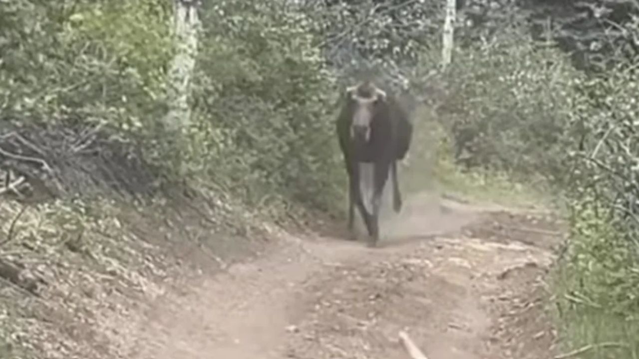 Viral Video Charging Moose Rams Parked SUV On Rural Trail
