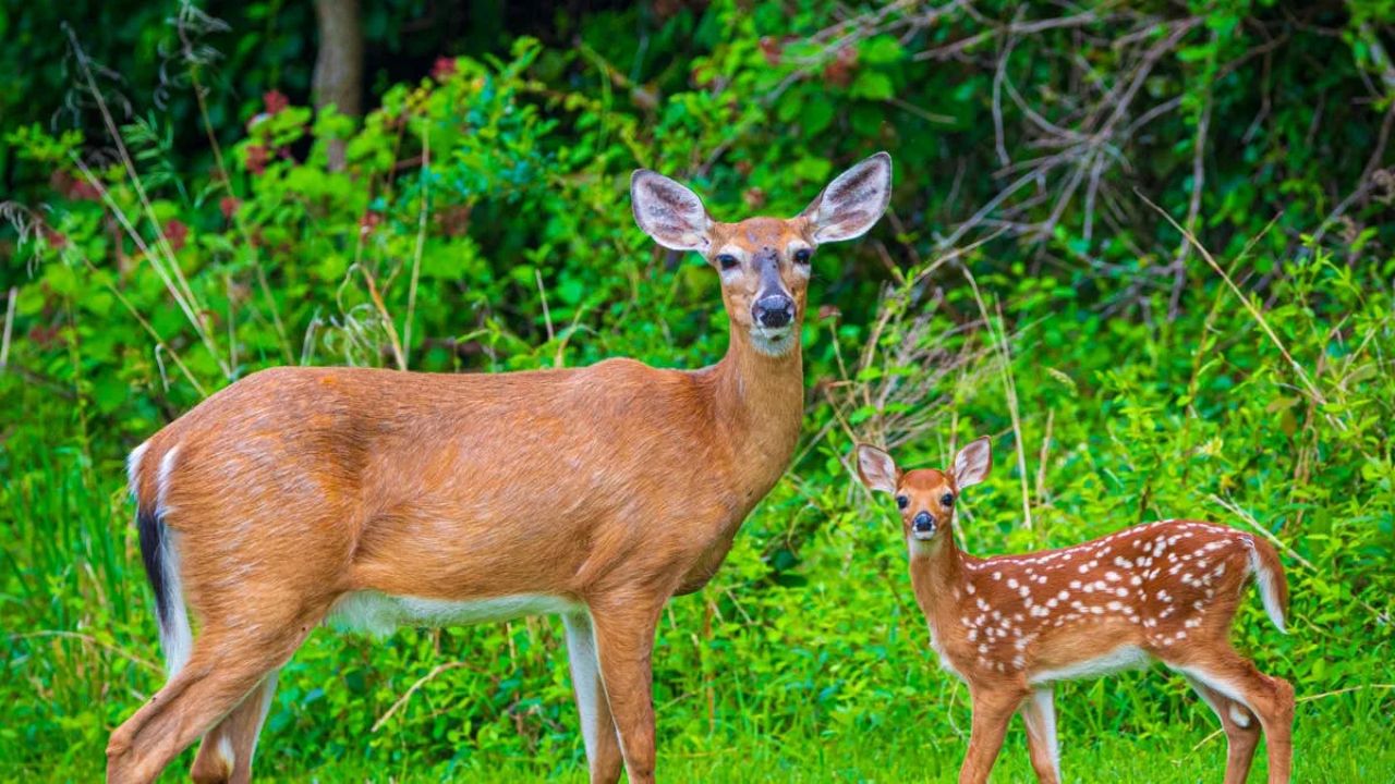 Viral Video Dog Learns Hard Lesson After Charging Protective Mother Deer
