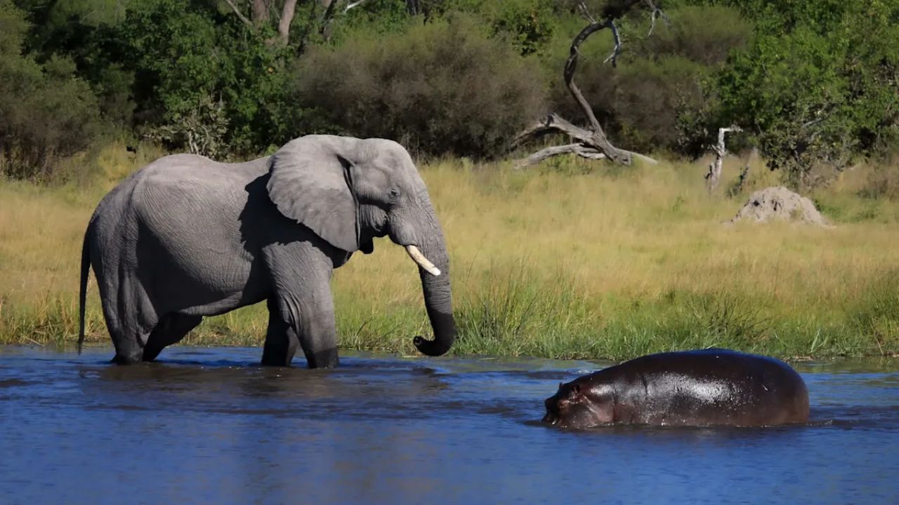Viral Video: Fearless Elephant Wakes Up Sleeping Hippo With Water Blast