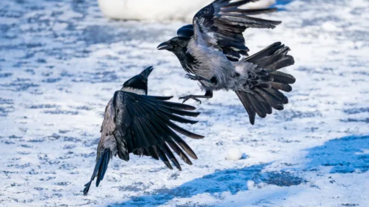 West Nile Virus Detected In Two San Diego Crows