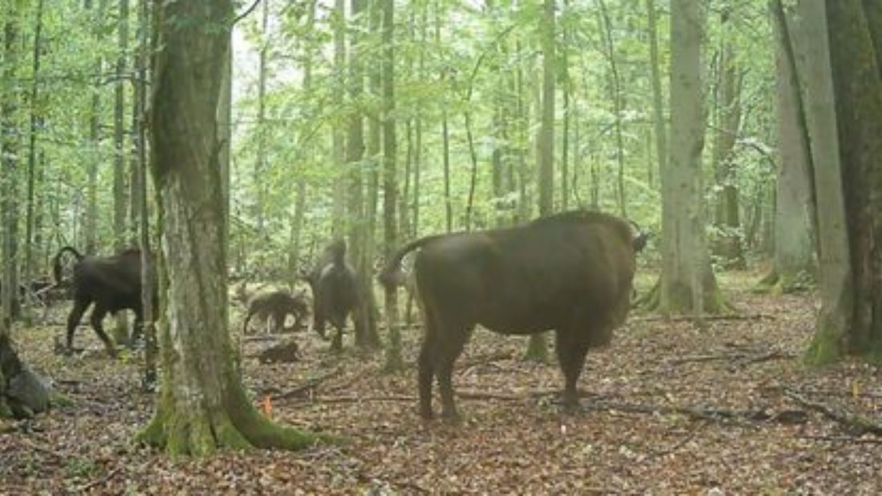Wolves Caught On Camera Attacking Bison Herd In Ancient Polish Forest