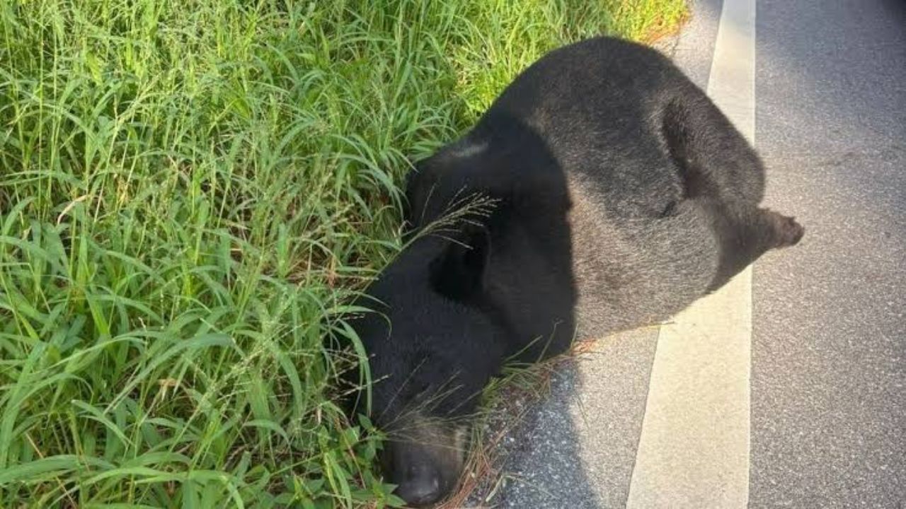 400-Pound Black Bear Killed In Martin Highway Collision