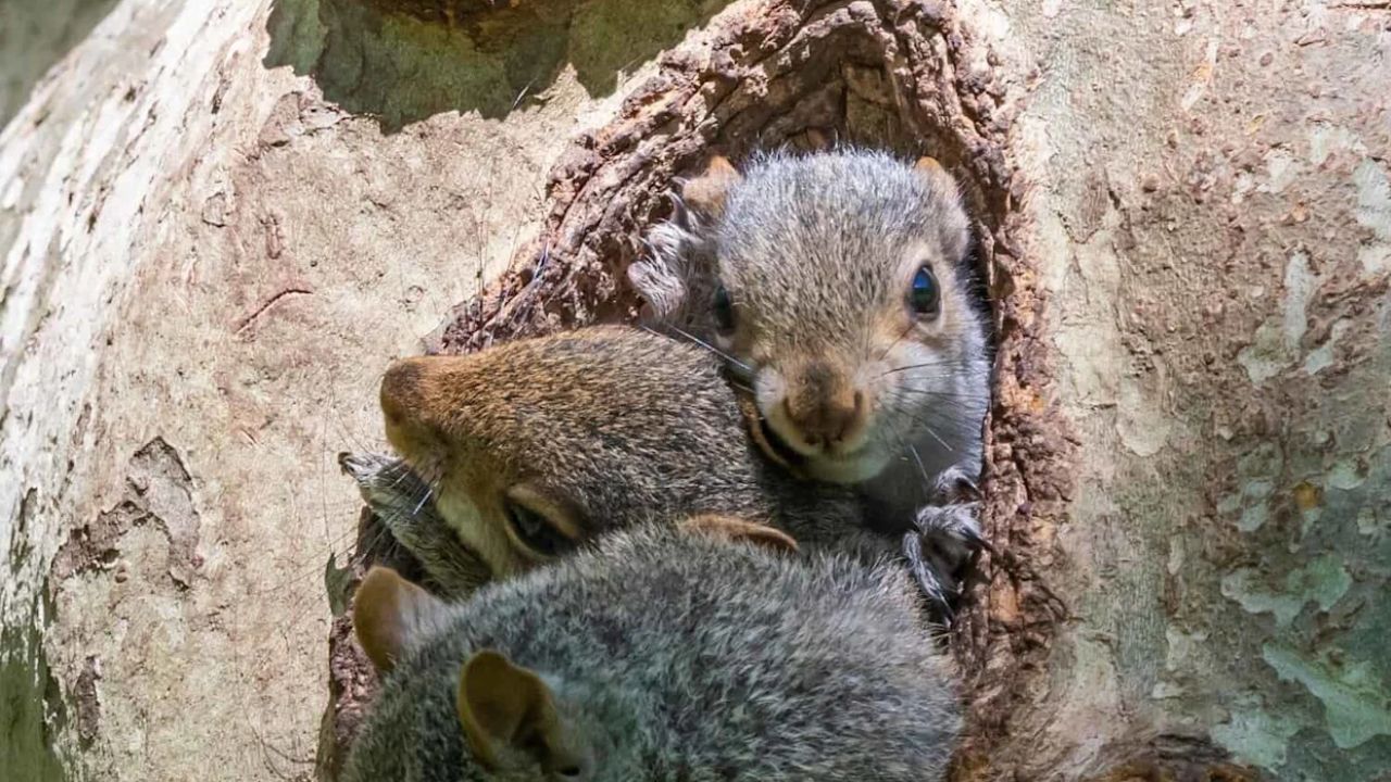 8 Animals You Think Have Rabies (But Actually Don't)