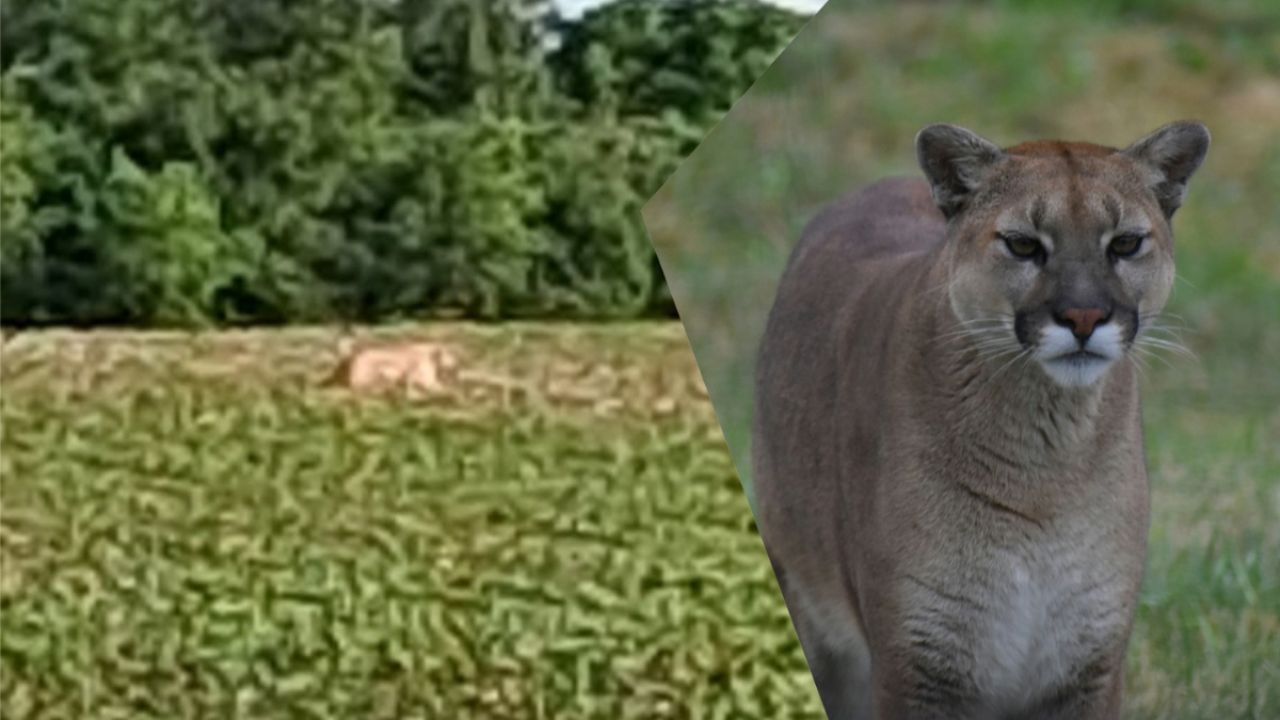 Bucyrus Video Sparks Heated Debate Over Alleged Mountain Lion