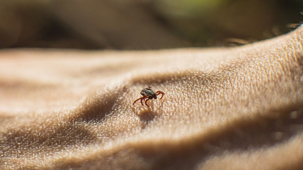 Deadly Tick-Borne Virus Hits Record High In United States