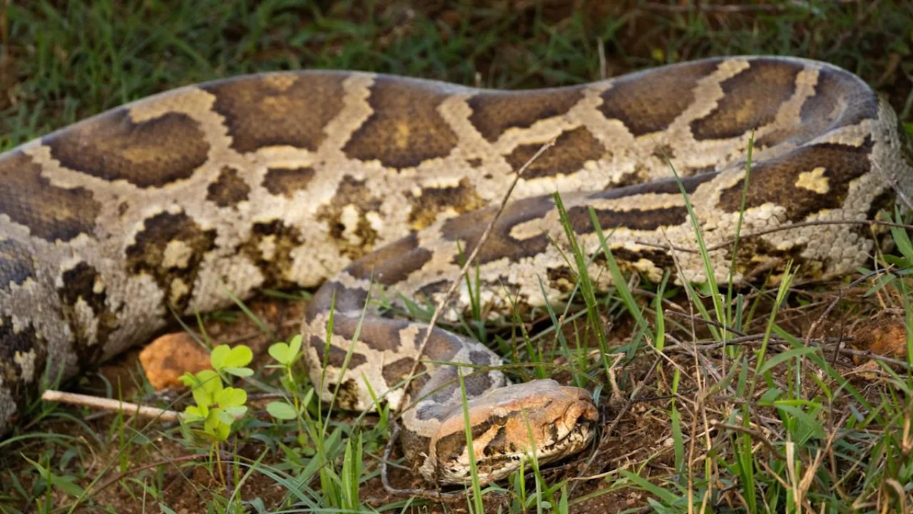 Giant Python Viral Video Sparks Livestock Safety Concerns