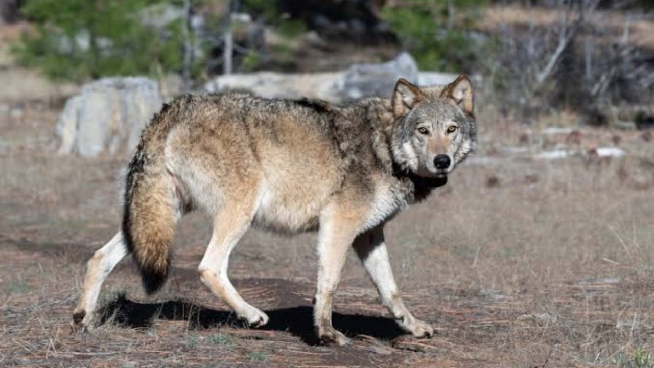 Gray Wolf Spotted In Los Angeles County For First Time In Over A Century