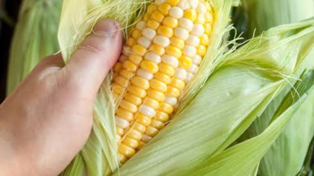 How To Pick The Sweetest Corn Every Time Without Peeling