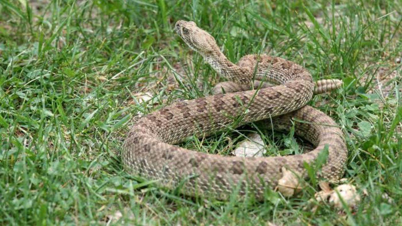 Kansas Toddler Survives Severe Colorado Rattlesnake Bite Ahead Of Wedding