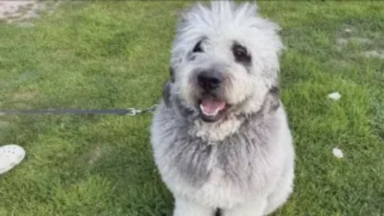 LA Family Sues City After Police Officer Kills Family Dog