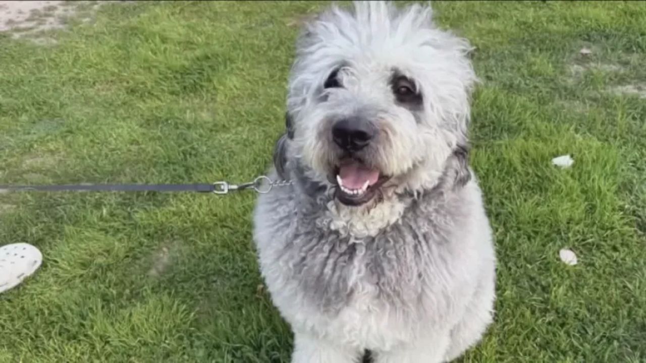 Lawsuit Filed Against City After LAPD Officer Kills Pet Dog In Canoga Park