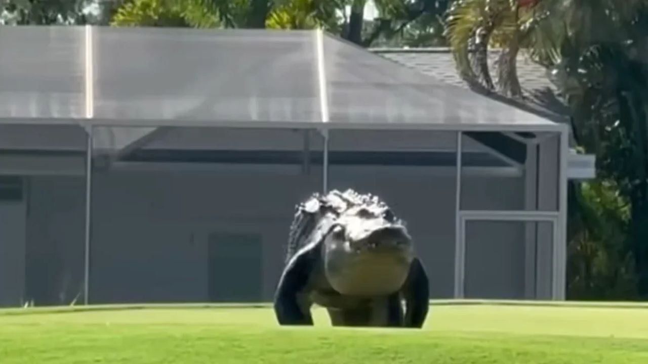 Massive Alligator 'Gary' Shuts Down St. Petersburg Golf Hole