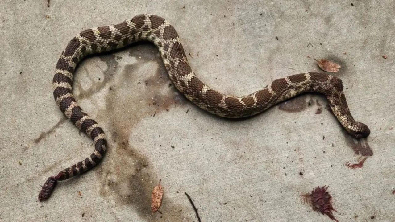 Oroville Backyard Rattlesnake Attack Requires 54 Antivenom Doses