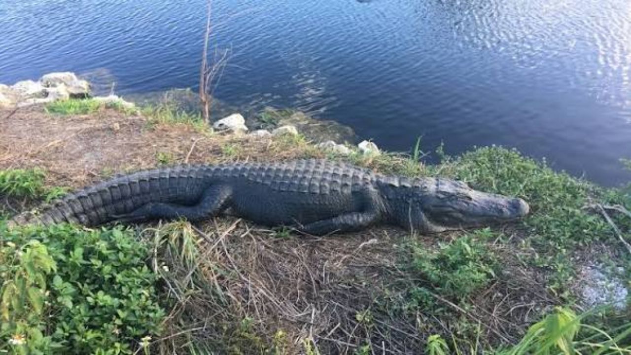 Three Alligator Attacks Strike Central Florida In One Week